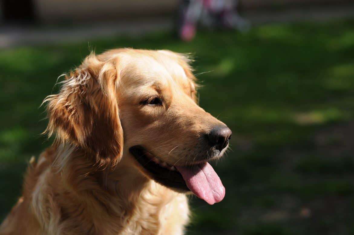5 Super Simple Tips on How To Make Money With Dogs (Or Cats!)